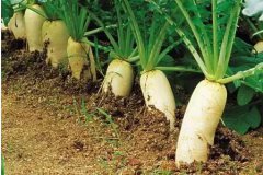 廣州蔬菜批發教您螺絲菜的種植方法