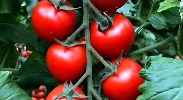 農產品配送了解大棚西紅柿應該如何防范灰霉病的發生？