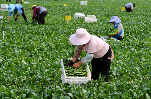 廣州農副產品配送了解寒潮之下 菜價穩中有漲
