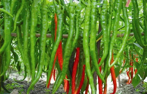 農產品配送教您辣椒種植主要防治的病害有哪些？